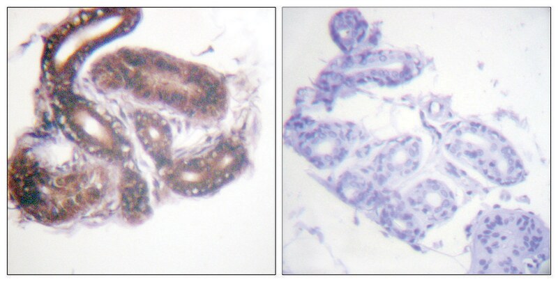 Merck Anti-HDAC3 antibody produced in rabbit