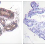 Merck Anti-HDAC3 antibody produced in rabbit