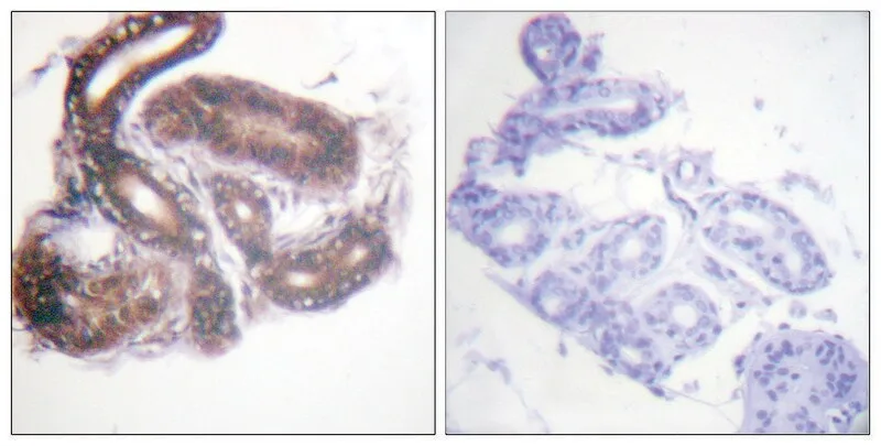 Merck Anti-HDAC3 antibody produced in rabbit