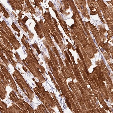 Merck Anti-HBEGF antibody produced in rabbit