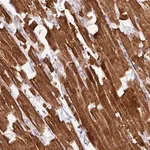 Merck Anti-HBEGF antibody produced in rabbit