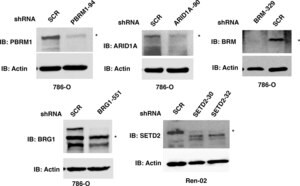 Merck ANTI-SMARCA2