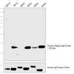 Thermo Fisher Scientific Mouse anti-Human Kappa Light Chain Secondary Antibody