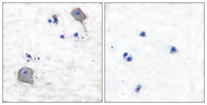 Merck Anti-Claudin 5, C-Terminal antibody produced in rabbit