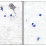 Merck Anti-Claudin 5, C-Terminal antibody produced in rabbit