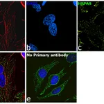 Thermo Fisher Scientific Rabbit anti-Mouse IgG Recombinant Secondary Antibody, Alexa Fluor Plus 647