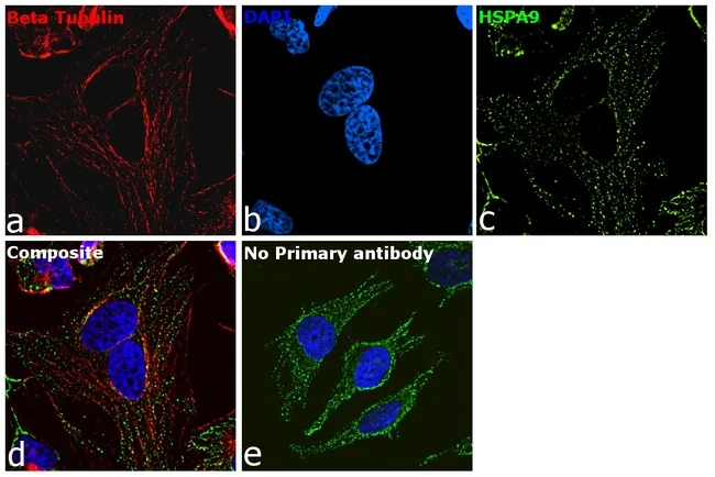 Thermo Fisher Scientific Rabbit anti-Mouse IgG Recombinant Secondary Antibody, Alexa Fluor Plus 647