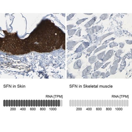 Merck Anti-SFN antibody produced in rabbit