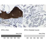 Merck Anti-SFN antibody produced in rabbit