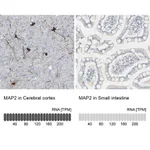 Merck Anti-MAP2 antibody produced in rabbit
