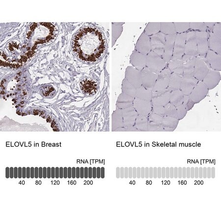 Merck Anti-ELOVL5 antibody produced in rabbit