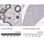 Merck Anti-ELOVL5 antibody produced in rabbit