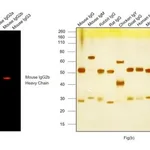 Thermo Fisher Scientific Goat anti-Mouse IgG2b Cross-Adsorbed Secondary Antibody, Alexa Fluor 546