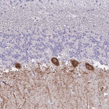 Merck Anti-GALNT16 antibody produced in rabbit