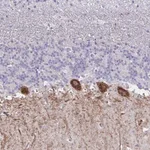 Merck Anti-GALNT16 antibody produced in rabbit