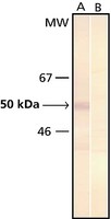 Merck MONOCLONAL ANTI-PHOSPHOSERINE, CLONE PS&