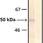 Merck MONOCLONAL ANTI-PHOSPHOSERINE, CLONE PS&