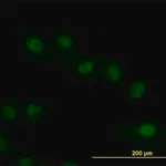 Merck Monoclonal Anti-VRK2 antibody produced in mouse