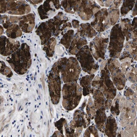 Merck Anti-COA1 antibody produced in rabbit