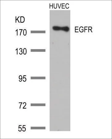 Merck Anti-EGFR (Ab-1172) antibody produced in rabbit