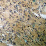 Merck Anti-phospho-BID (pSer78) antibody produced in rabbit
