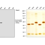 Thermo Fisher Scientific Mouse anti-Human IgG4 Fc Secondary Antibody