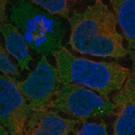 Merck Anti-ADGRG7 antibody produced in rabbit