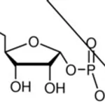Merck 5-PHOSPHO-D-RIBOSE 1-DIPHOSPHATE PENTASO