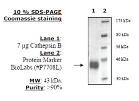 Merck CATHEPSIN B ACTIVE HUMAN