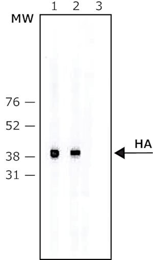 Merck ANTI-HA-BIOTIN ANTIBODY, MOUSE MONOCLON&