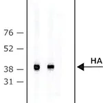 Merck ANTI-HA-BIOTIN ANTIBODY, MOUSE MONOCLON&