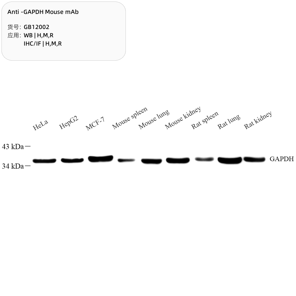 Servicebio Anti -GAPDH Mouse mAb