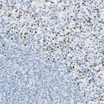 Merck Anti-CYSLTR1 antibody produced in rabbit