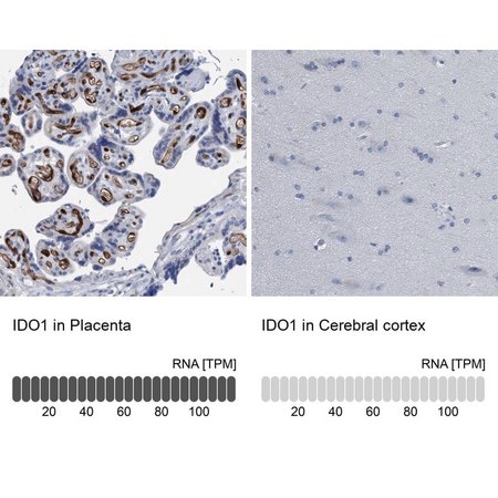 Merck Anti-IDO1 antibody produced in rabbit