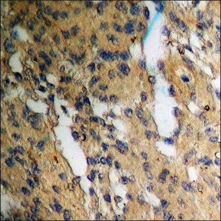 Merck Anti-phospho-Ku70 (pSer5) antibody produced in rabbit