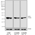 Thermo Fisher Scientific Goat anti-Mouse IgG Fc Cross-Adsorbed Secondary Antibody, HRP