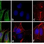 Thermo Fisher Scientific F(ab`)2-Donkey anti-Mouse IgG (H+L) Secondary Antibody, FITC