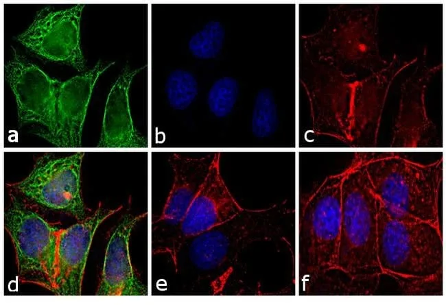 Thermo Fisher Scientific F(ab`)2-Donkey anti-Mouse IgG (H+L) Secondary Antibody, FITC