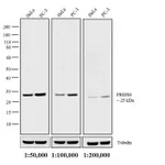 Thermo Fisher Scientific Mouse anti-Rabbit IgG (H+L) Cross-Adsorbed Secondary Antibody, Biotin
