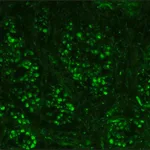 Merck Anti-Neurofilament 200 antibody, Mouse monoclonal