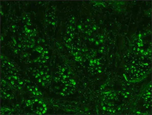 Merck Anti-Neurofilament 200 antibody, Mouse monoclonal