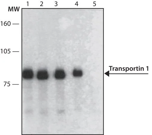 Merck Anti-Transportin 1 antibody, Mouse monoclonal