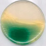Merck King Agar BNutriSelect Basic