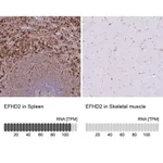 Merck Anti-EFHD2 antibody produced in rabbit