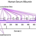 Merck HUMAN ALBUMIN (MOLECULAR SIZE) BRP, EURO