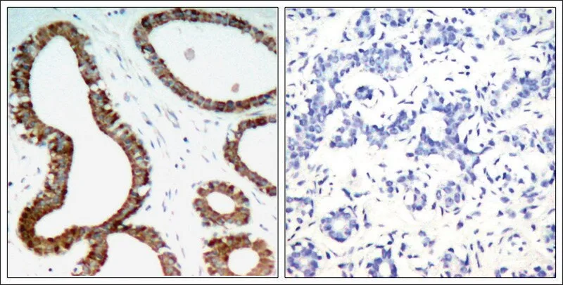 Merck Anti-YWHAZ (Ab-58) antibody produced in rabbit