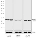 Thermo Fisher Scientific Donkey anti-Rabbit IgG (H+L) Secondary Antibody, AP