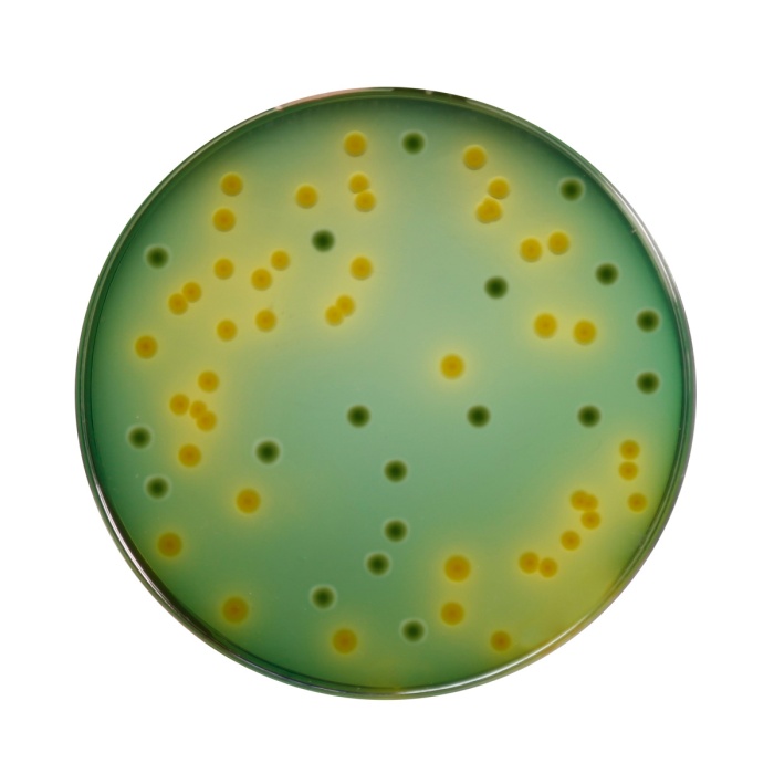 Himedia TCBS Agar