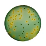 Himedia TCBS Agar