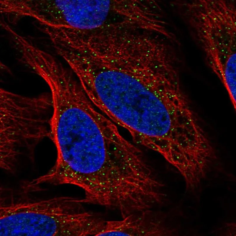 Atlas Antibodies Anti-MREG Antibody